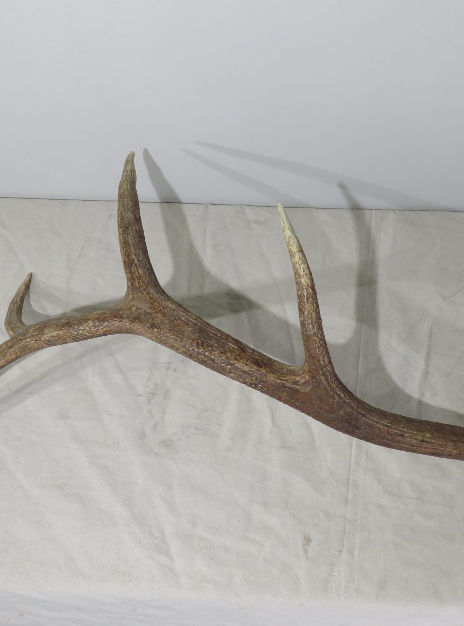 Rocky Mountain Elk set of heavy antlers for sale. E-119A – Mounts For Sale