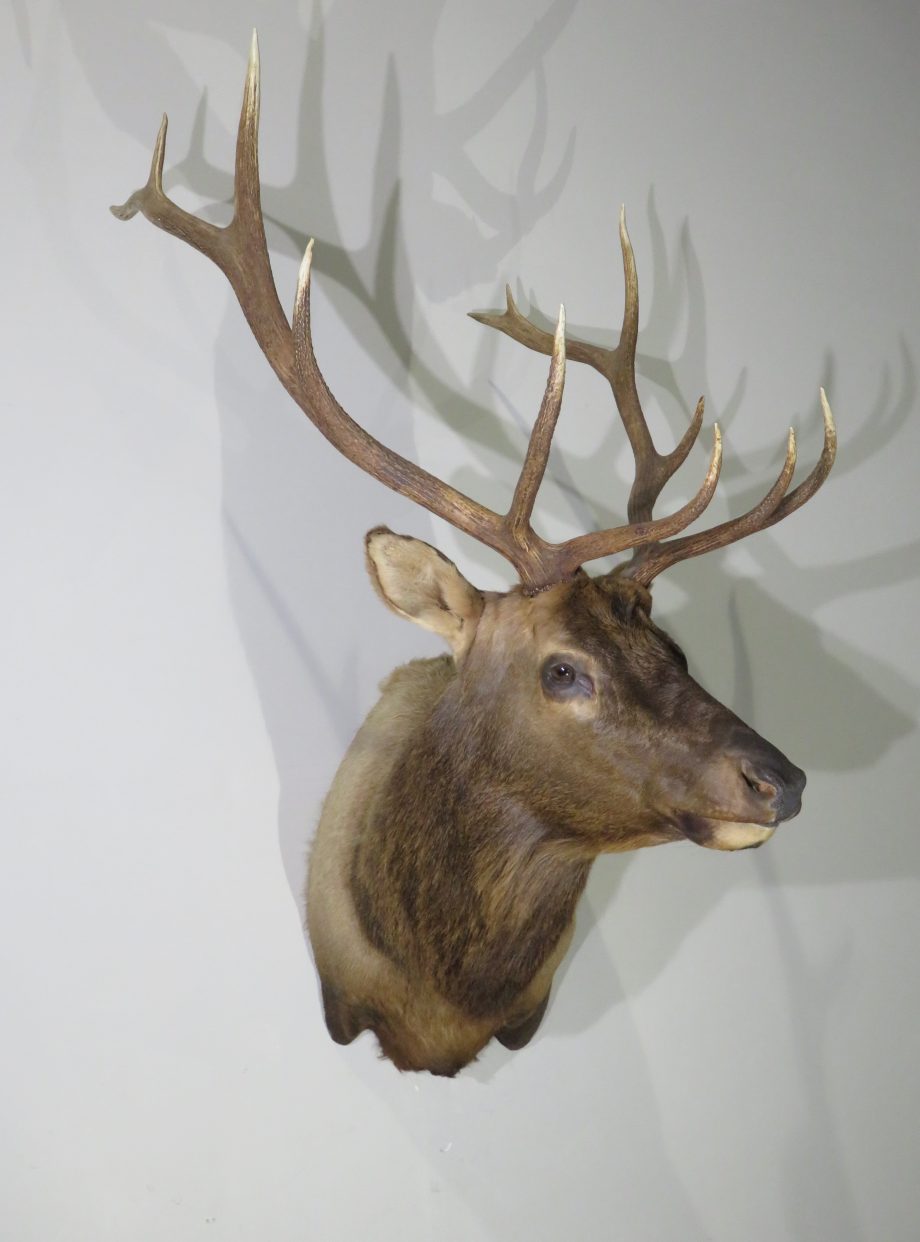 Large Shoulder mount of Rocky Mountain Bull Elk for sale. E-118S ...