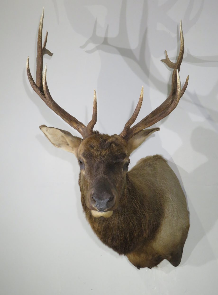 Large Shoulder mount of Rocky Mountain Bull Elk for sale. E-118S ...