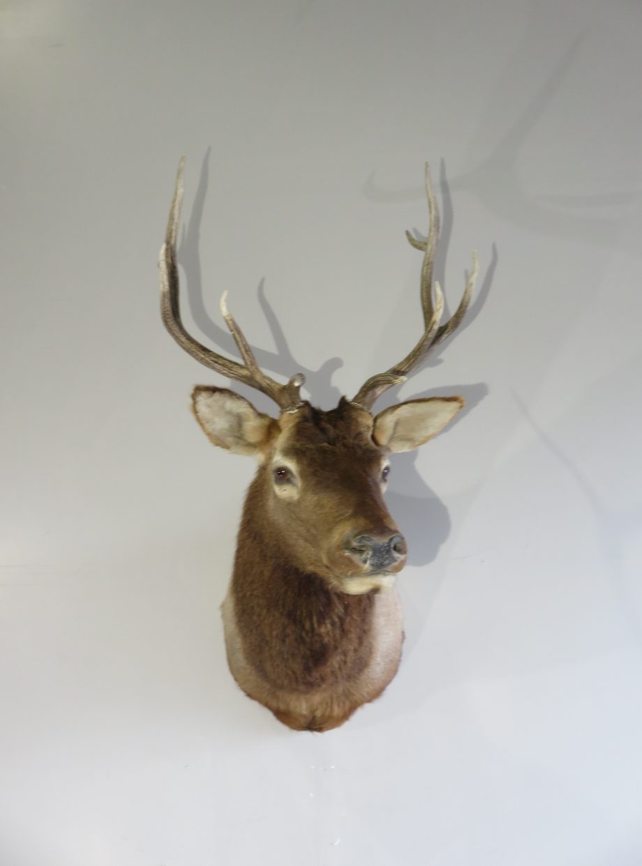 Bull Elk Shoulder mount for sale. E-121S – Mounts For Sale