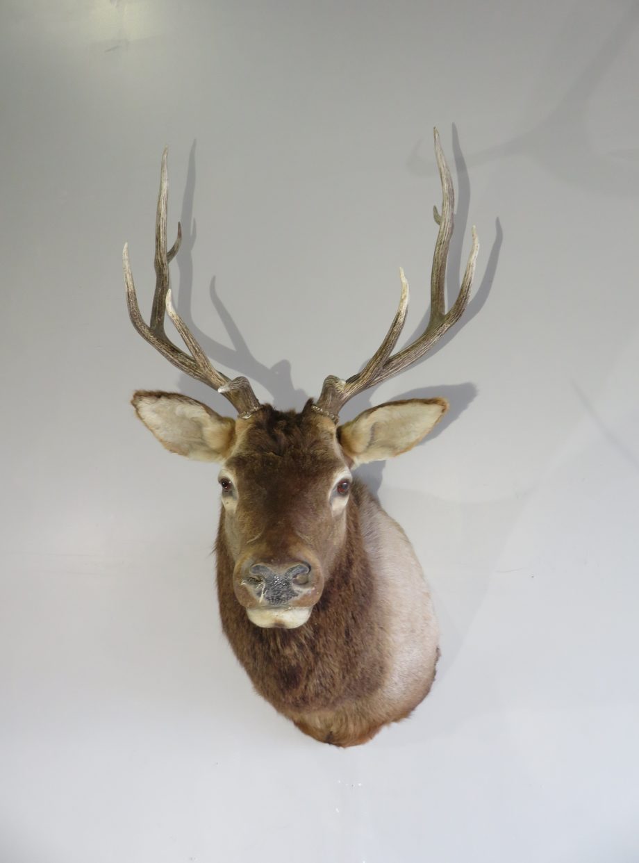 Bull Elk Shoulder mount for sale. E-121S – Mounts For Sale