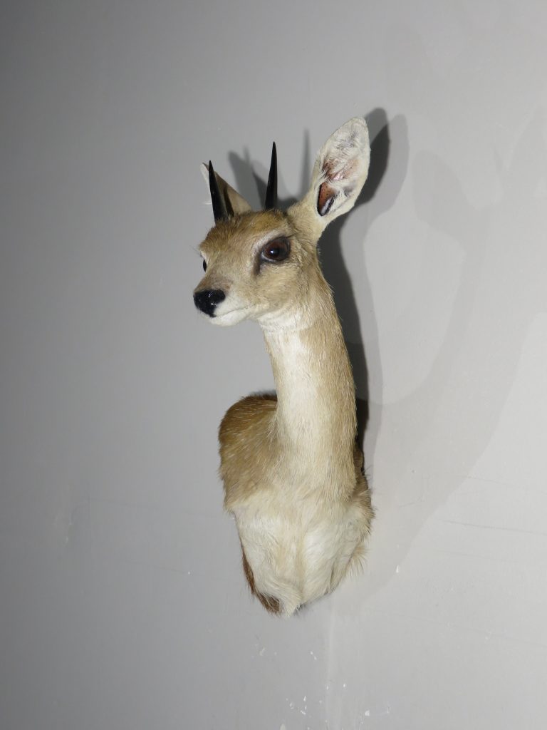 African Dik-dik Taxidermy Mount for Sale. X-139DI – Mounts For Sale