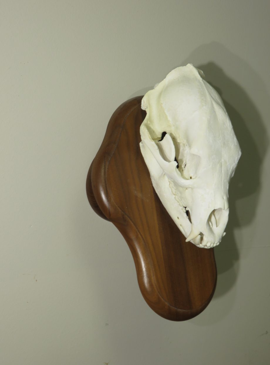 Bear Skull on wall plaque, taxidermy mount for sale. B-103S – Mounts