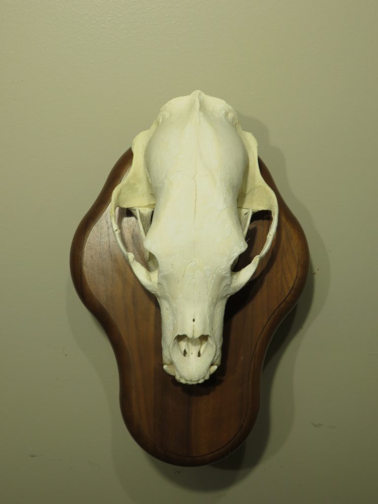 Bear Skull On Wall Plaque Taxidermy Mount For Sale B 103s Mounts