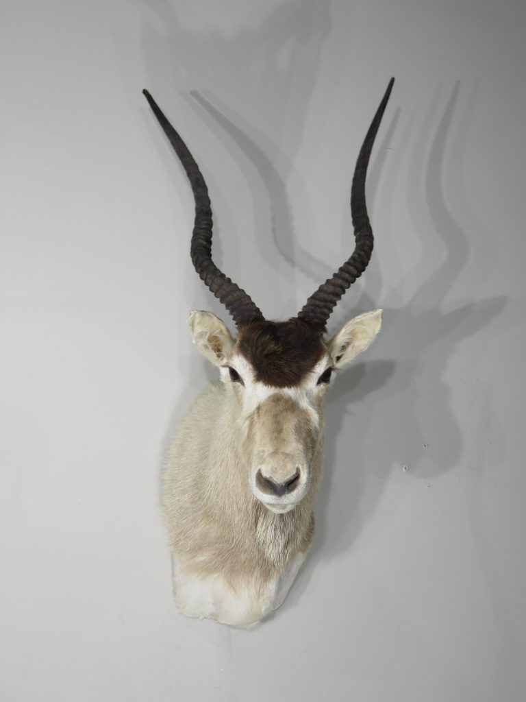 Addax Shoulder Taxidermy mount for sale. X-140AD – Mounts For Sale