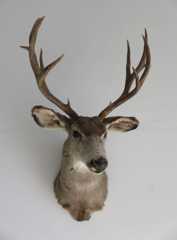 Mule Deer Shoulder mount for sale. M-106S – Mounts For Sale