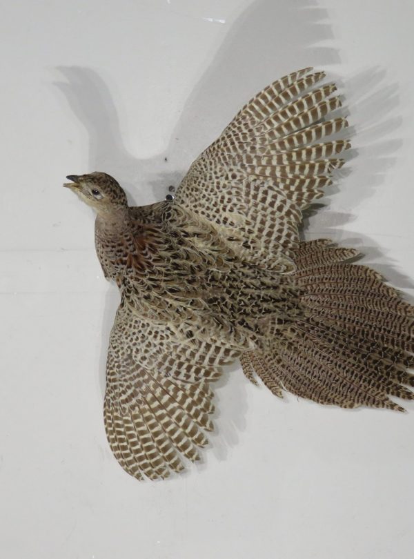 Pheasant Life-sized hen in flight taxidermy mount for sale. T-111P