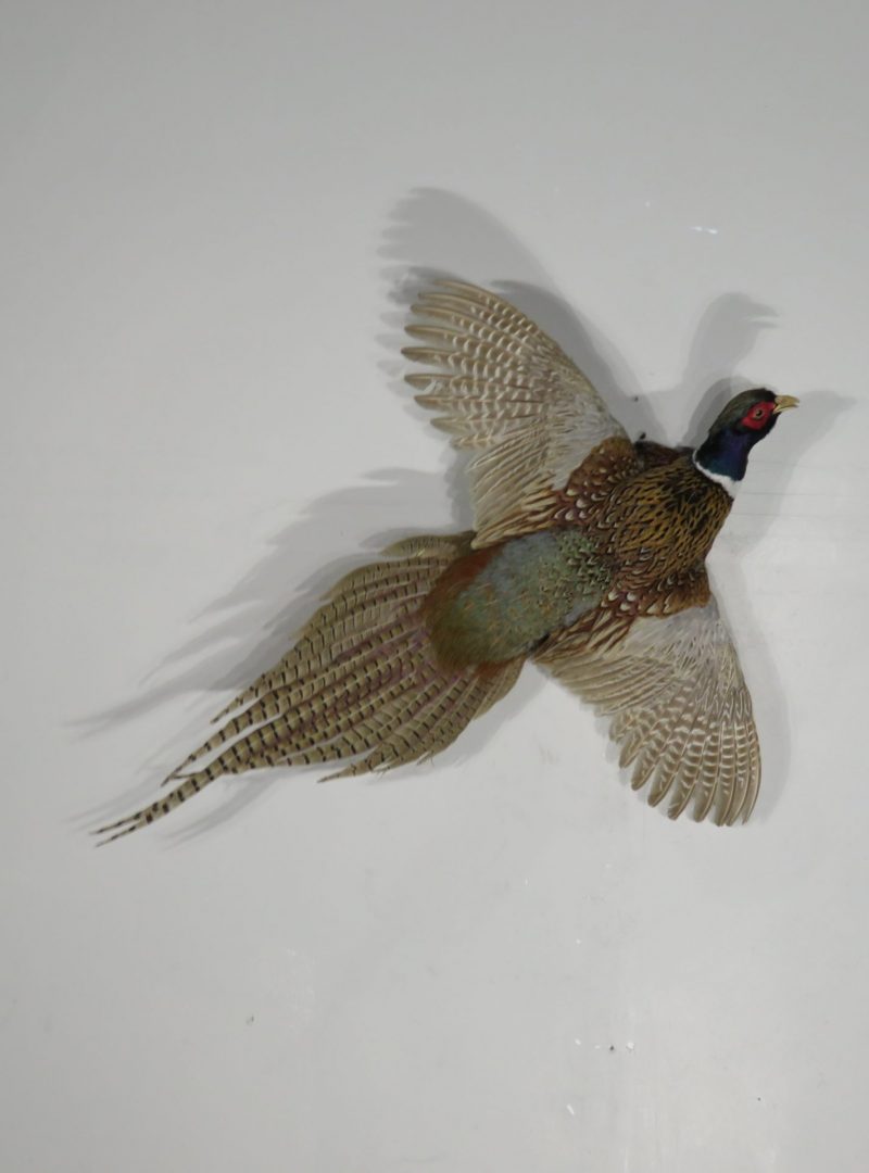 Ringneck Pheasant rooster in flight mount for sale. T-112P – Mounts For ...