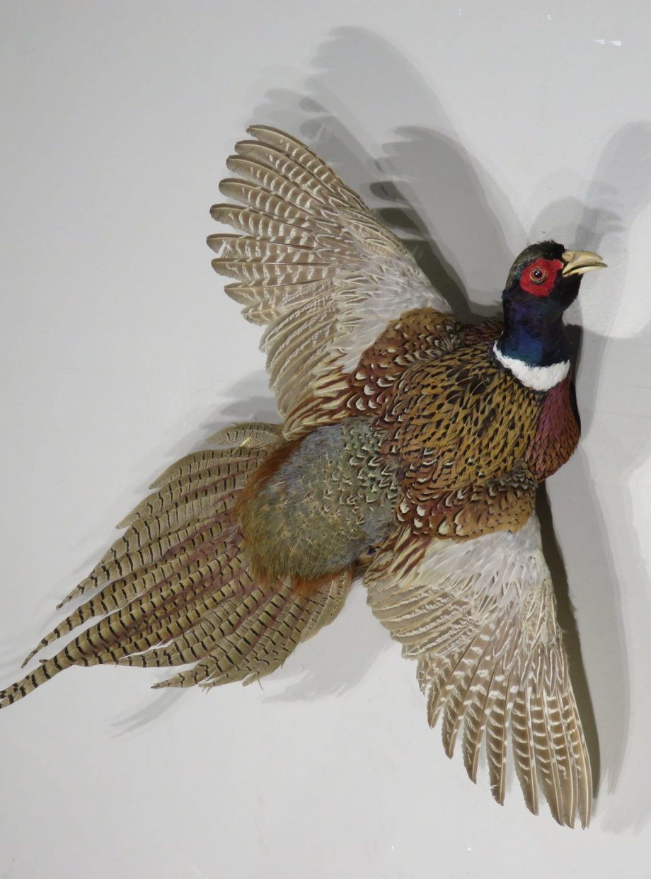 Ringneck Pheasant rooster in flight mount for sale. T-112P – Mounts For ...