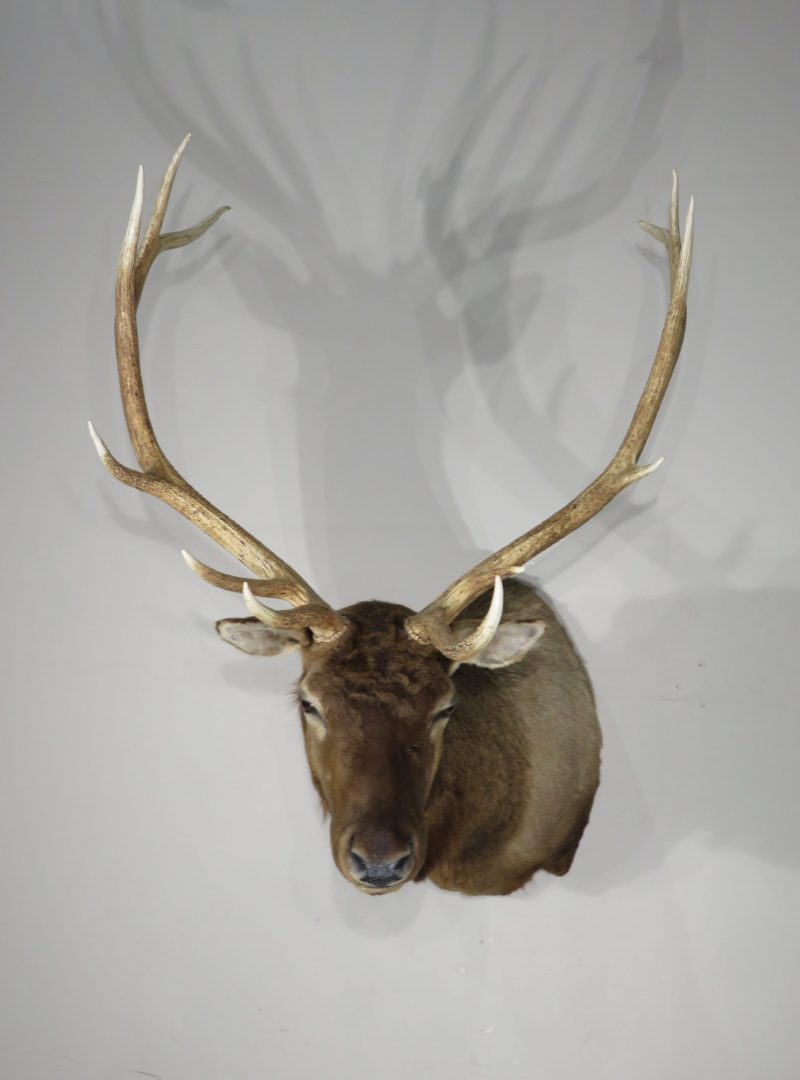 Rocky Mountain Bull Elk taxidermy mount for sale. E-123S – Mounts For Sale