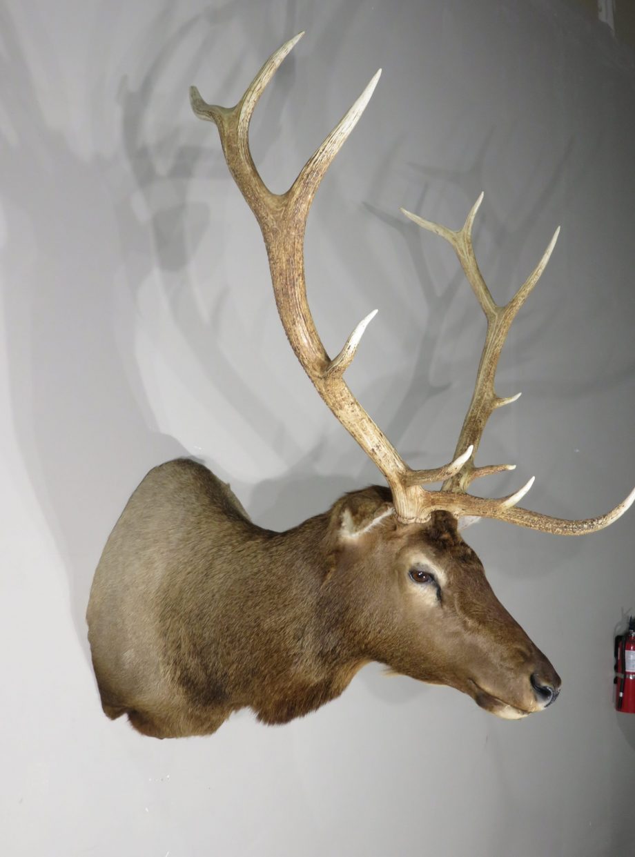 Rocky Mountain Bull Elk taxidermy mount for sale. E-123S – Mounts For Sale