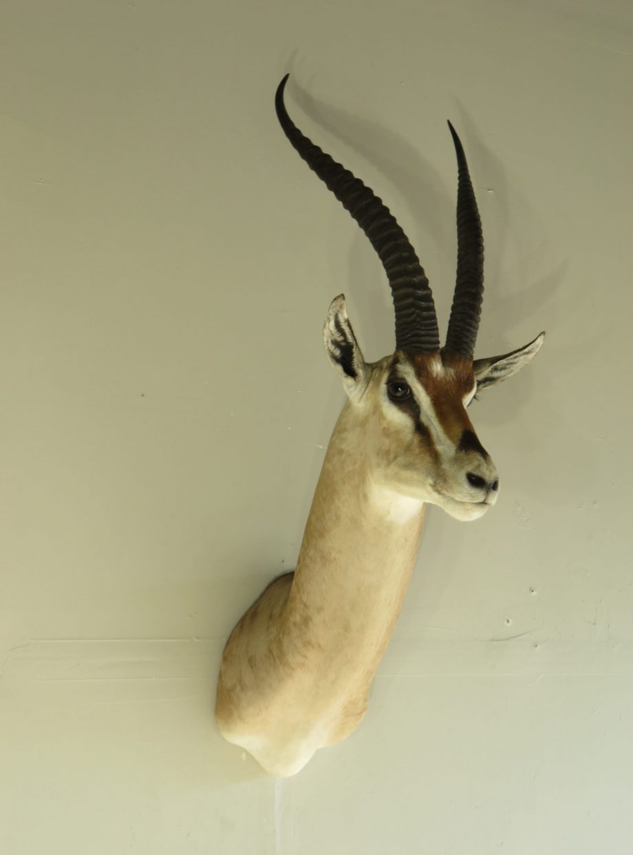 Grants Gazelle Taxidermy Mount for sale. X-141GG – Mounts For Sale