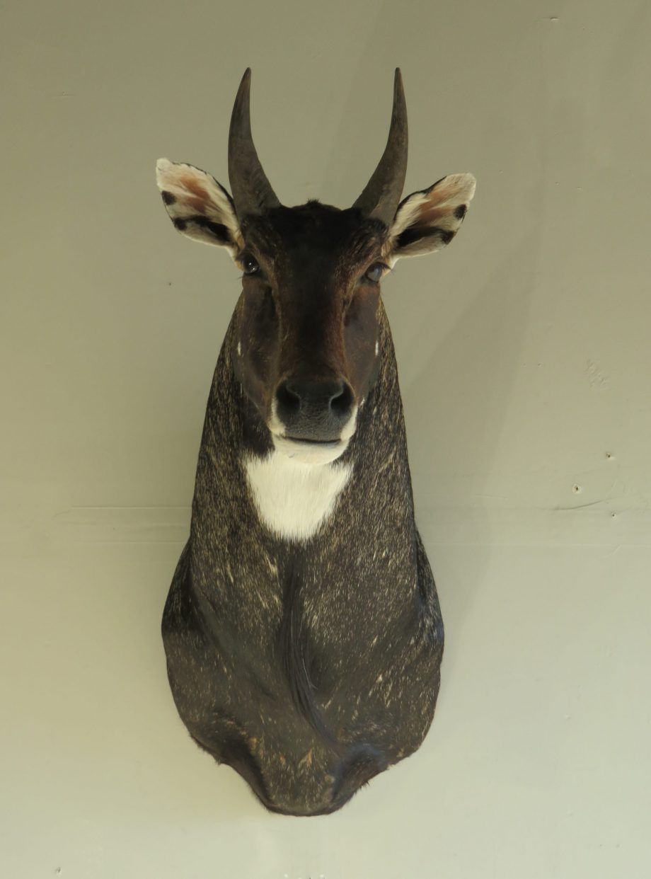 India Nilgai Taxidermy Mount for Sale. X-142NI – Mounts For Sale