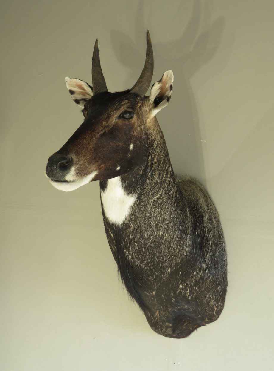 India Nilgai Taxidermy Mount for Sale. X-142NI – Mounts For Sale