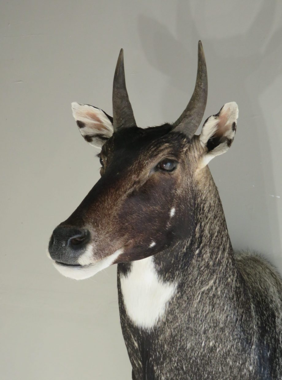 India Nilgai Taxidermy Mount for Sale. X-142NI – Mounts For Sale