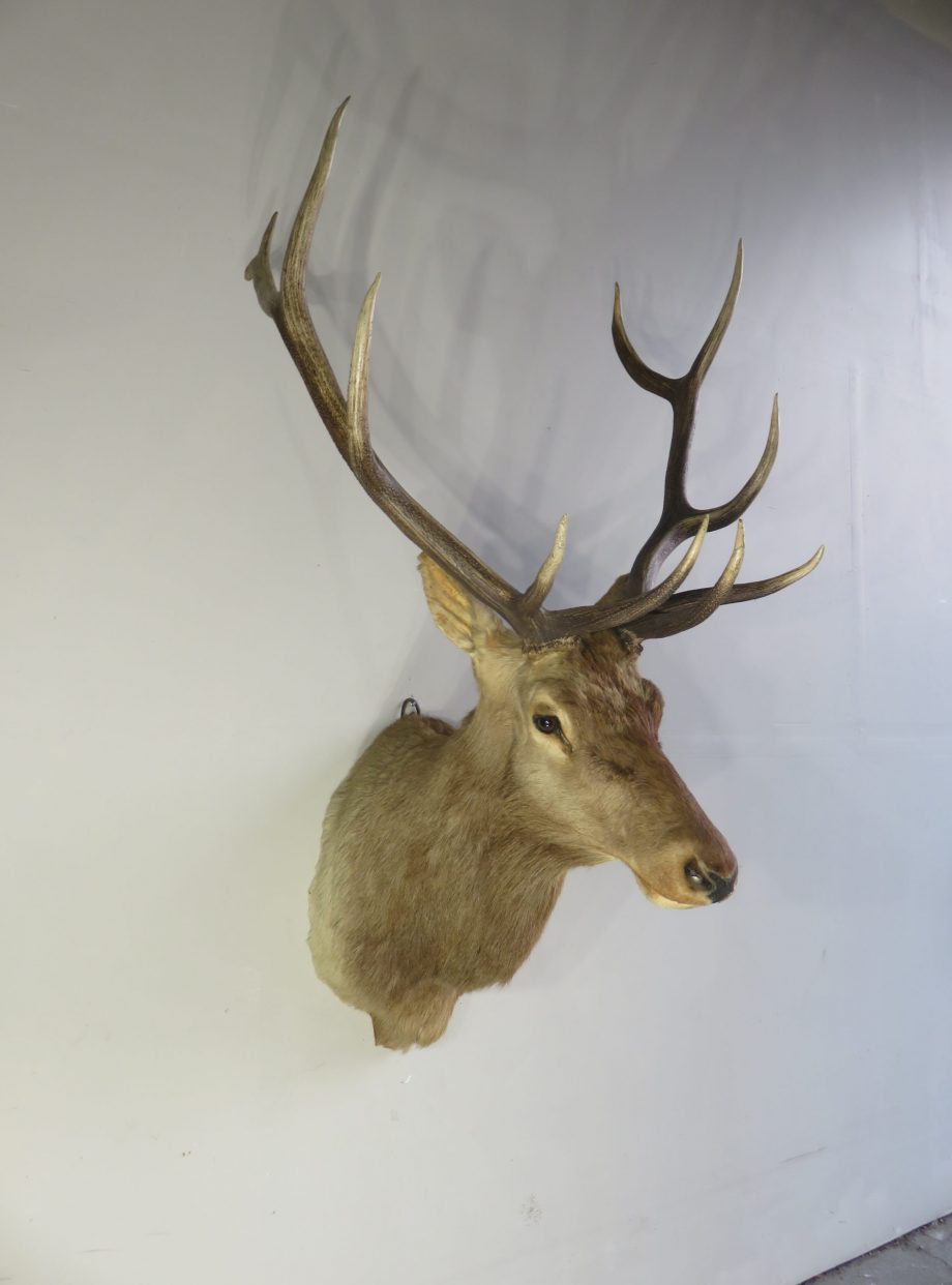 Rocky Mountain Bull Elk Vintage Taxidermy mount for sale. E-125S ...