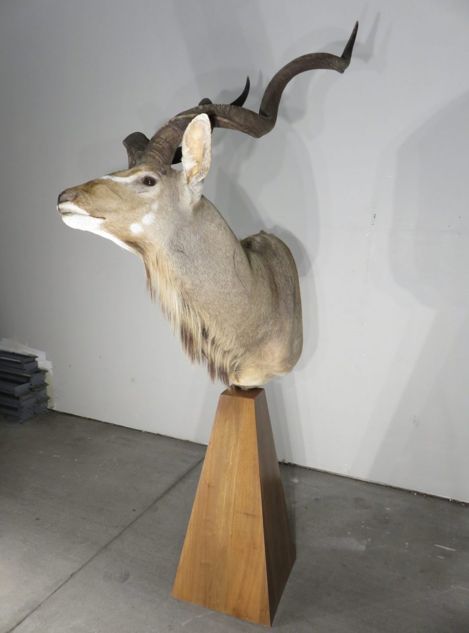 Greater Kudu Sci Trophy Bull Pedestal Mount. X-147ku – Mounts For Sale