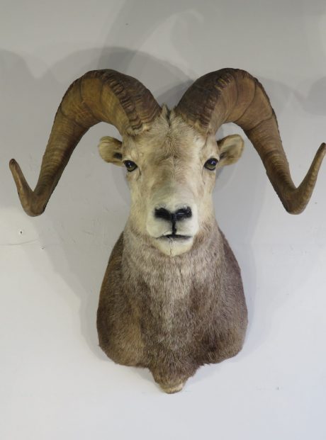 Stone Ram taxidermy mount for sale. S-128S – Mounts For
