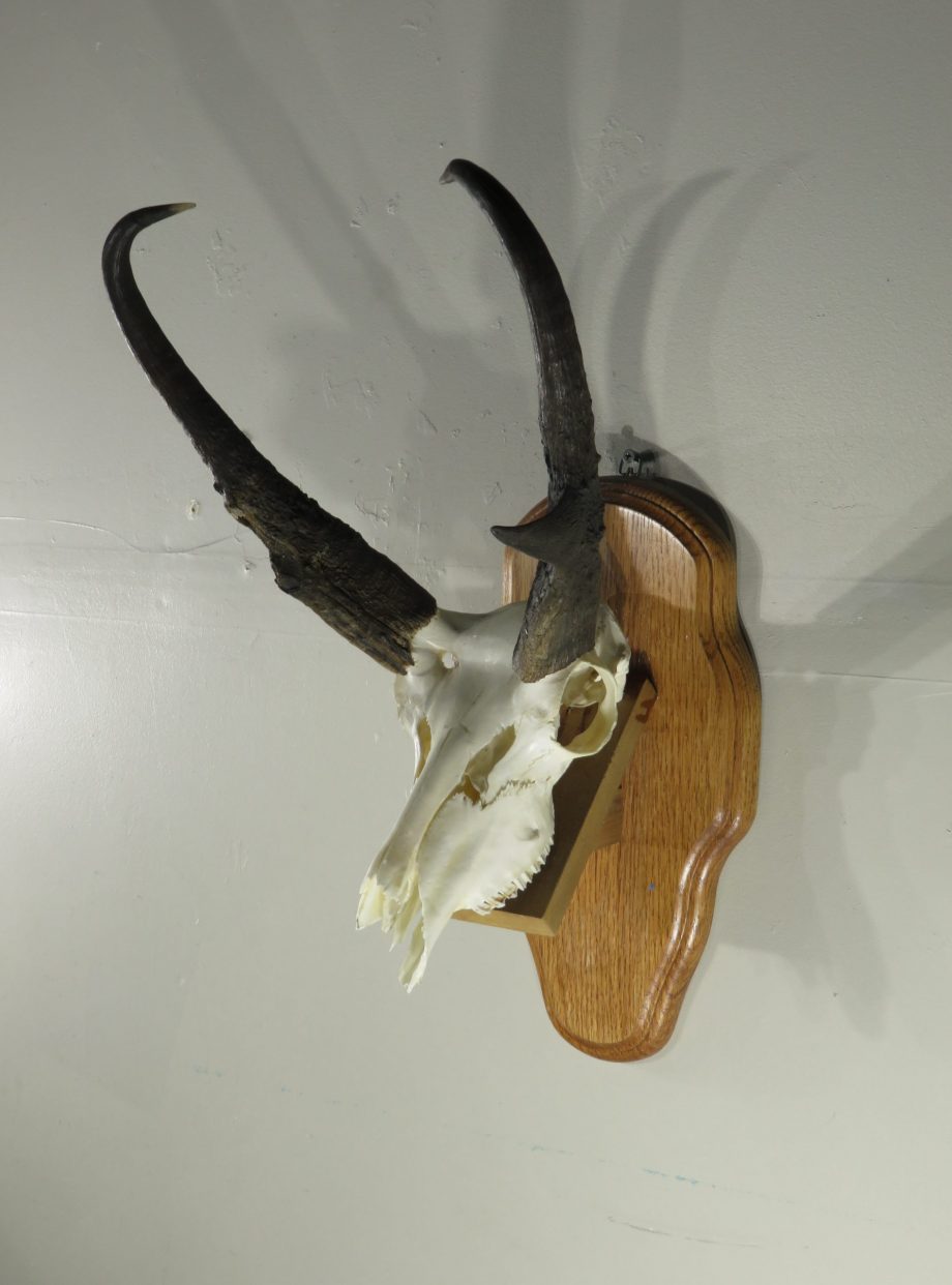 Pronghorn Antelope European mount on shelf plaque. A-129E – Mounts For Sale