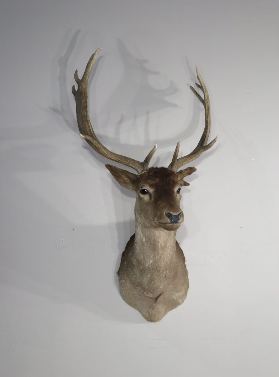 Fallow Deer taxidermy shoulder mount for sale. X-150FA – Mounts For Sale