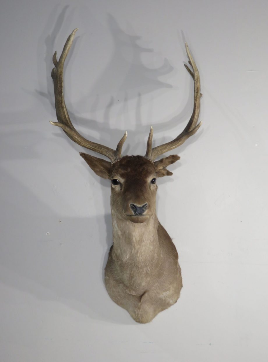 Fallow Deer taxidermy shoulder mount for sale. X-150FA – Mounts For Sale