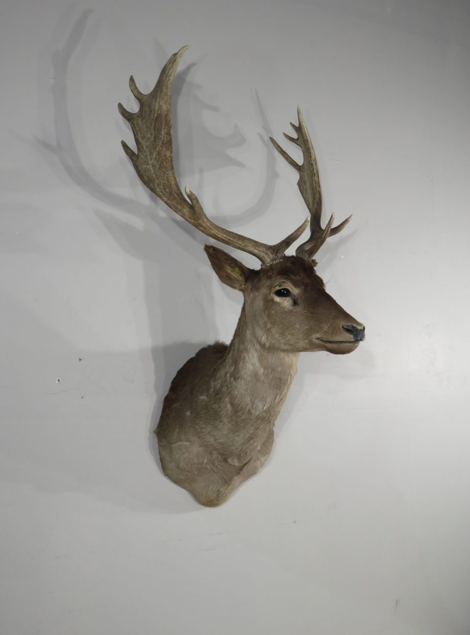 Fallow Deer taxidermy shoulder mount for sale. X-150FA – Mounts For Sale