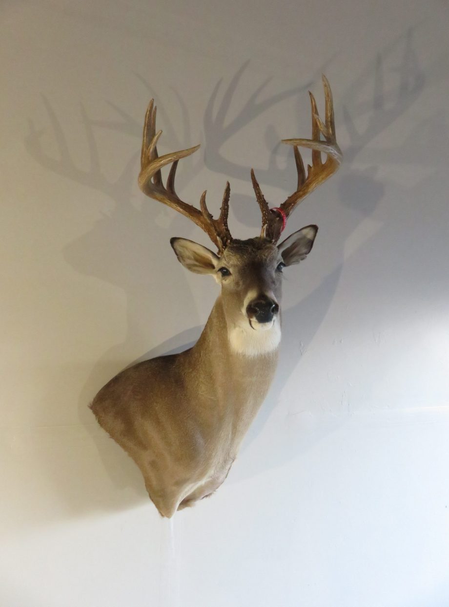 Whitetail Trophy Class taxidermy mount for sale. W-109S – Mounts For Sale