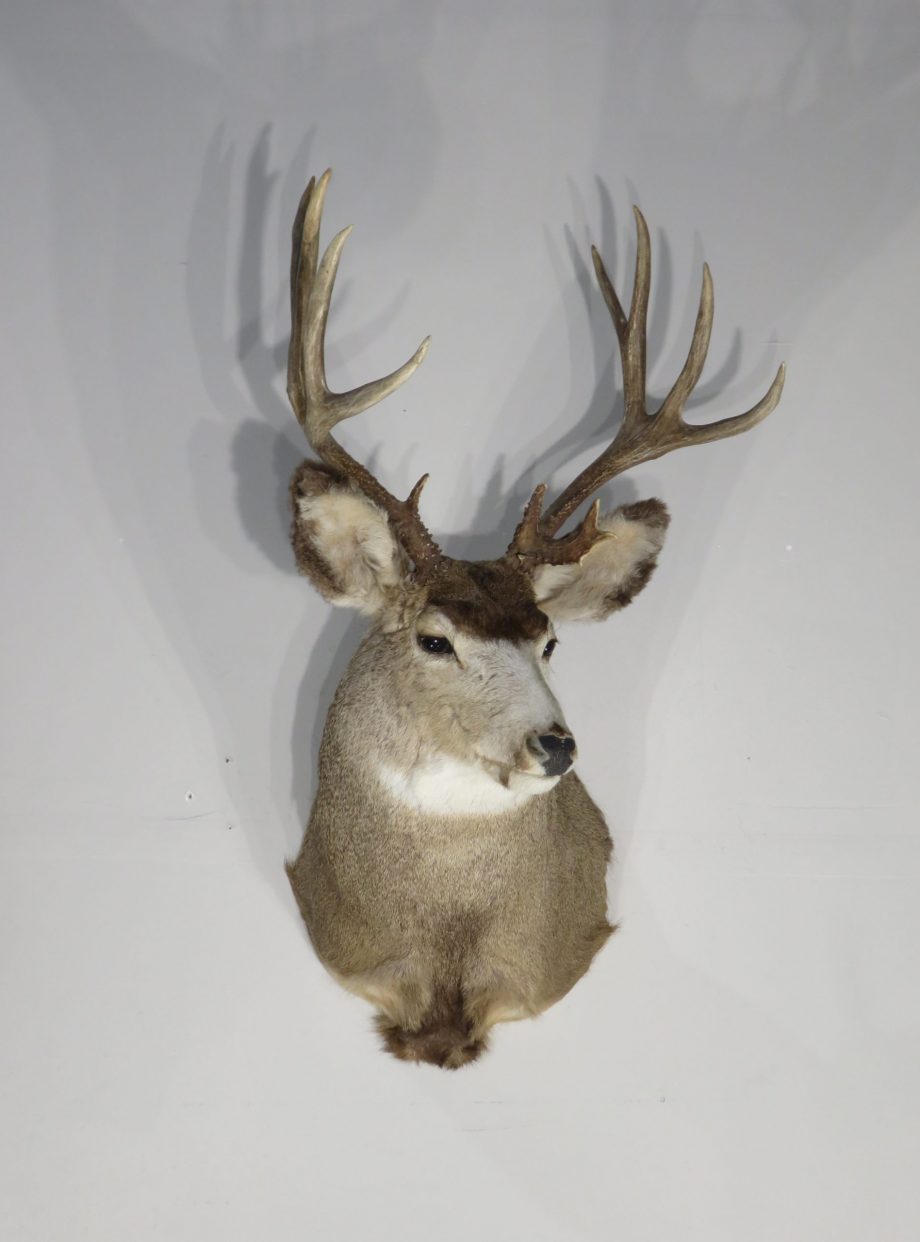 Mule Deer Taxidermy Mount for sale. M-140S – Mounts For Sale