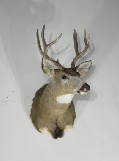 Mule deer shoulder mount for sale. M-142S – Mounts For Sale