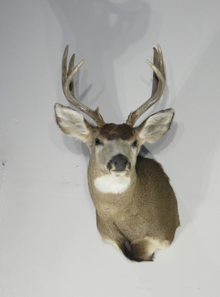 Mule deer shoulder mount for sale. M-142S – Mounts For Sale