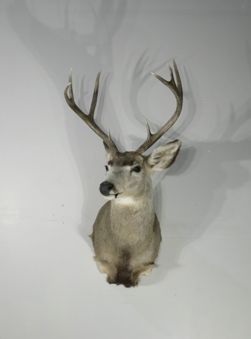 Taxidermy Big Game Species – Mounts For Sale