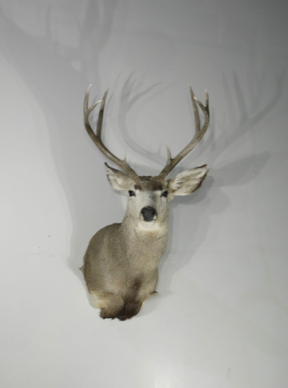 Mule deer taxidermy for sale. M-143S – Mounts For Sale