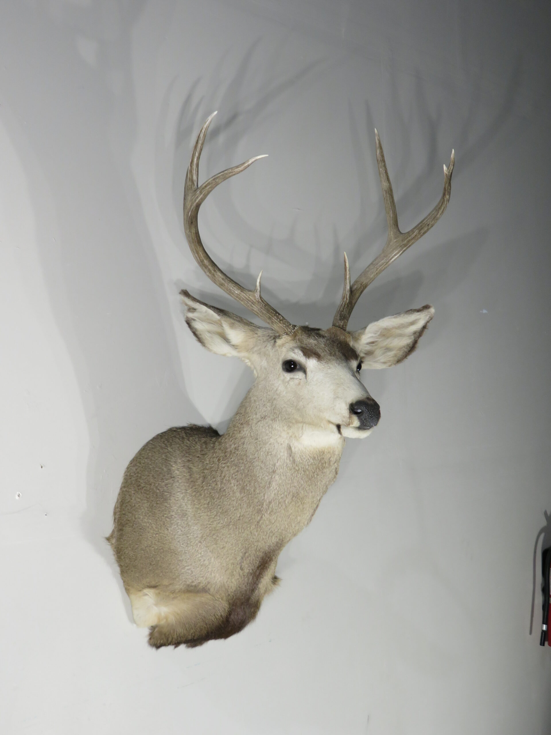 Mule Deer Taxidermy skin for sale. M-141H – Mounts For Sale