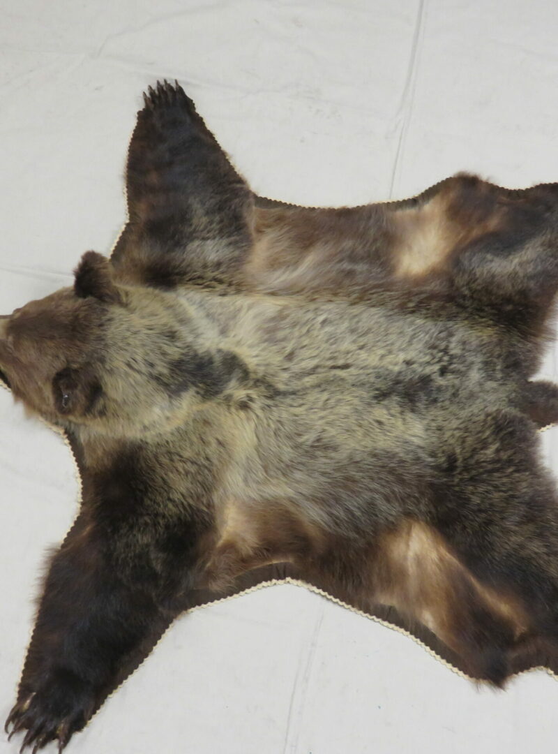 Grizzly Bear taxidermy rug for sale. B113GR Mounts For Sale