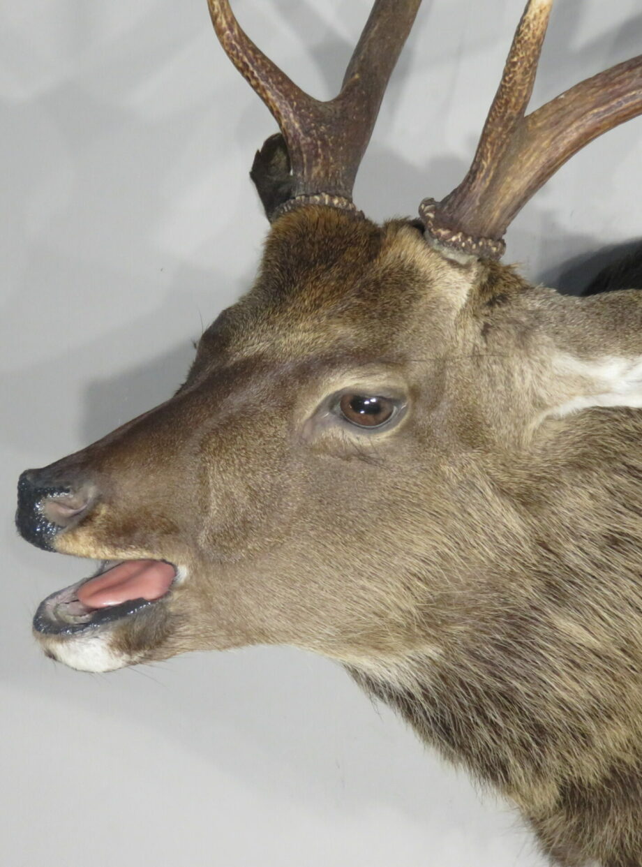 Sika Deer taxidermy for sale. X-13SI – Mounts For Sale