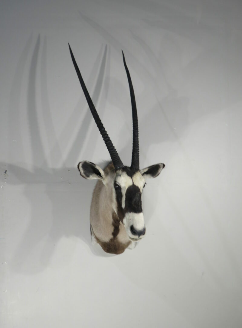 Gemsbok/Oryx Taxidermy for sale. X-152OR – Mounts For Sale