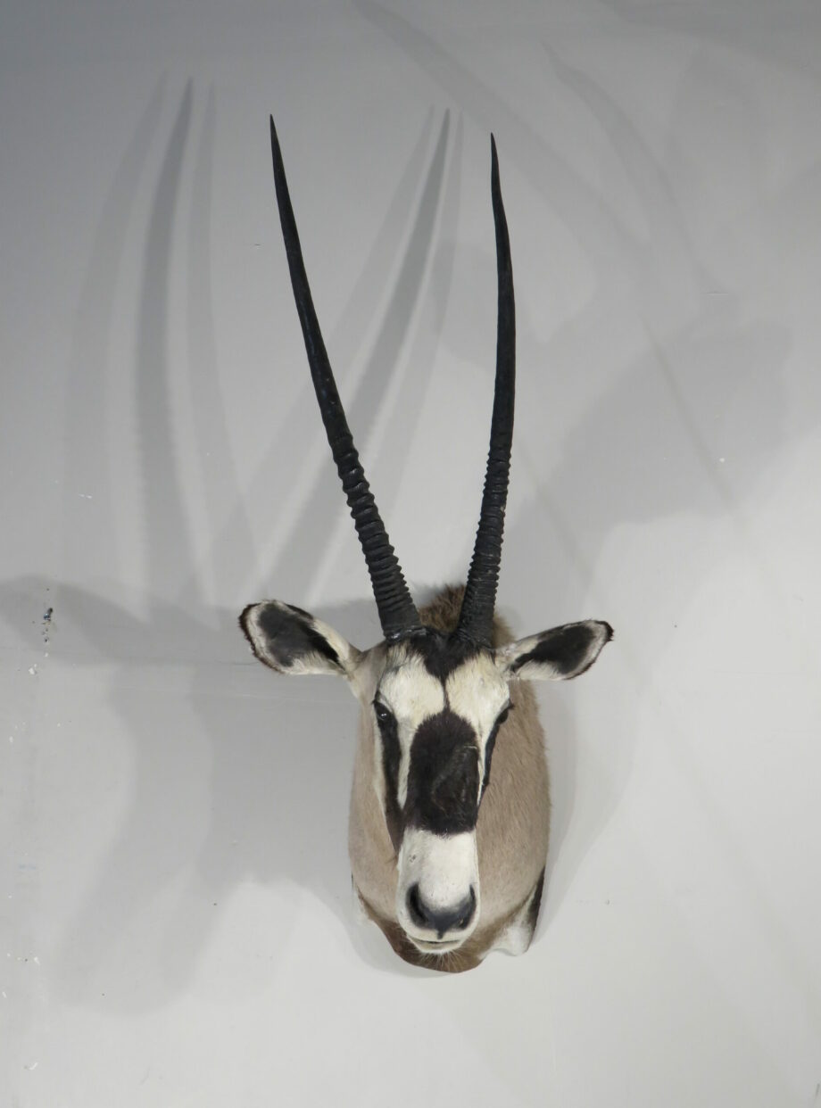 Gemsbok/Oryx Taxidermy for sale. X-152OR – Mounts For Sale