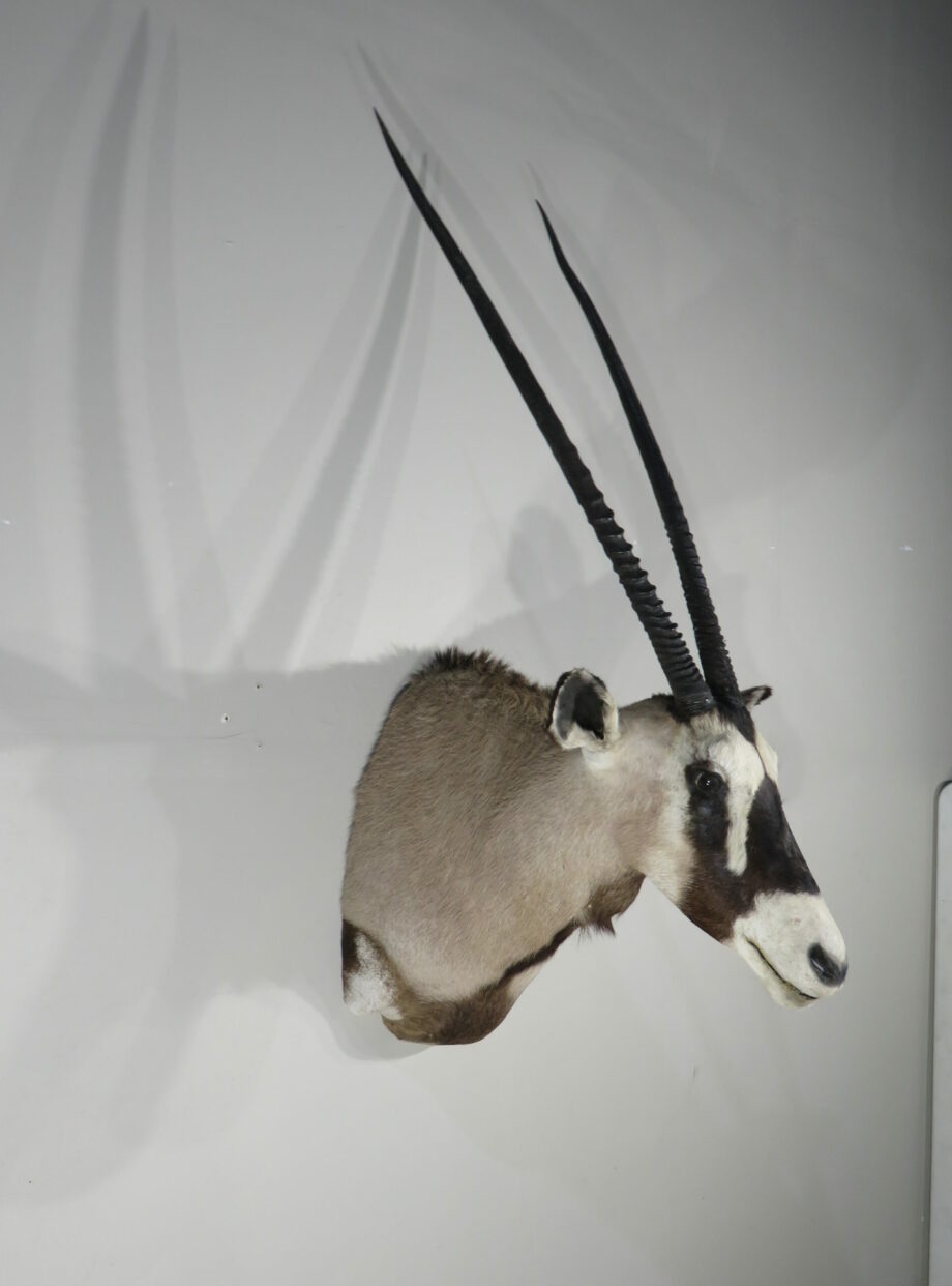 Gemsbok/Oryx Taxidermy for sale. X-152OR – Mounts For Sale