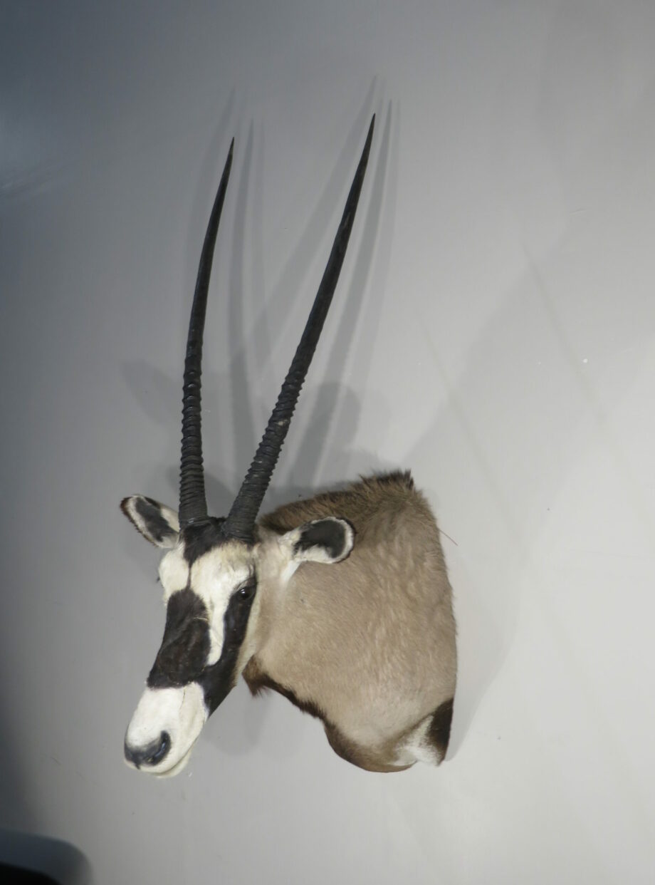 Gemsbok/Oryx Taxidermy for sale. X-152OR – Mounts For Sale