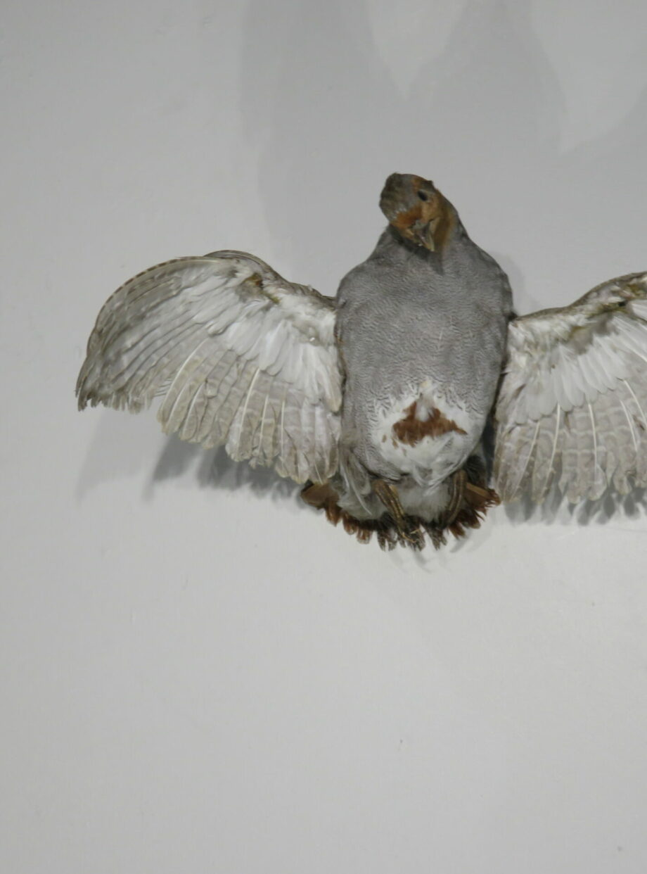 Hungarian Partridge taxidermy bird for sale. T-115HU – Mounts For Sale