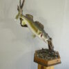 Walleye taxidermy mount for sale. F-114WA