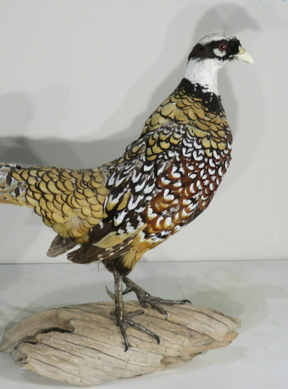 Reeves Pheasant taxidermy bird for sale. T-122RE – Mounts For Sale