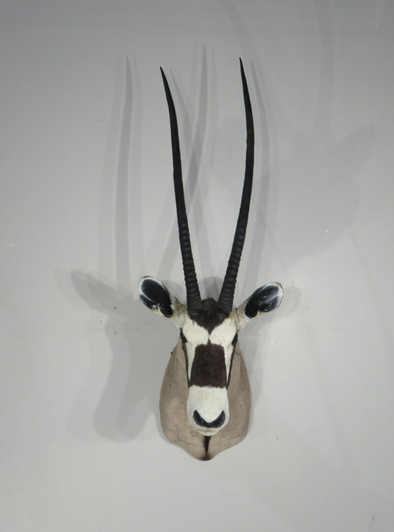 Gemsbok/Oryx taxidermy mount for sale. X-157OR – Mounts For Sale