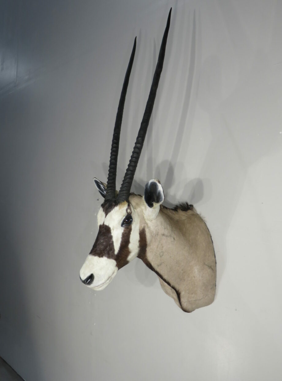 Gemsbok/Oryx taxidermy mount for sale. X-157OR – Mounts For Sale