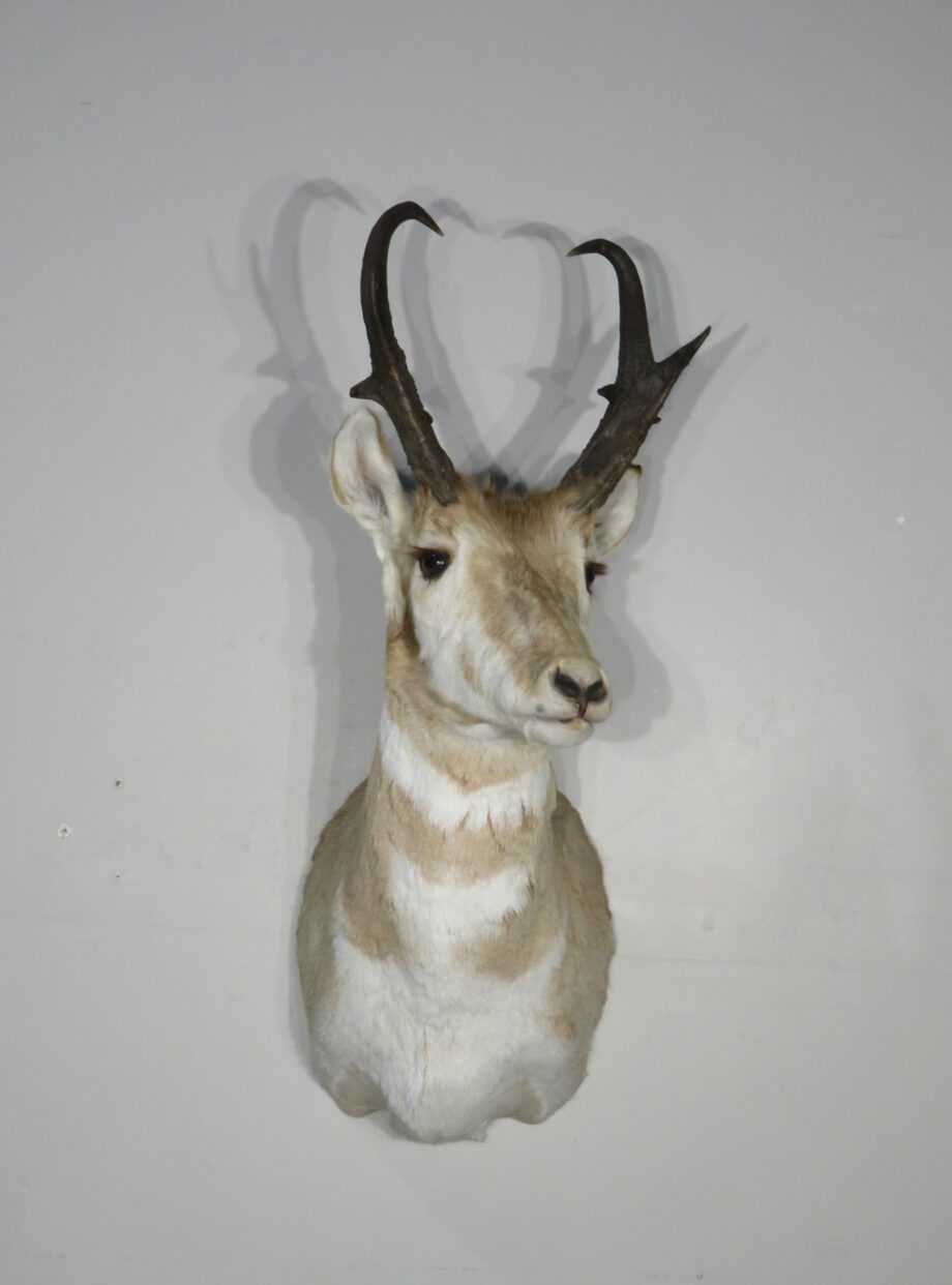 Pronghorn taxidermy mount for sale. A-136P – Mounts For Sale