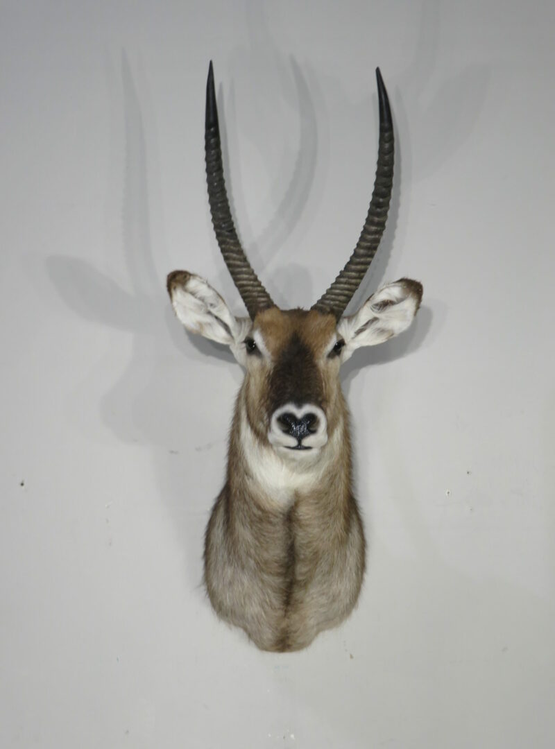 Waterbuck Taxidermy shoulder mount for sale. X-165WA – Mounts For Sale