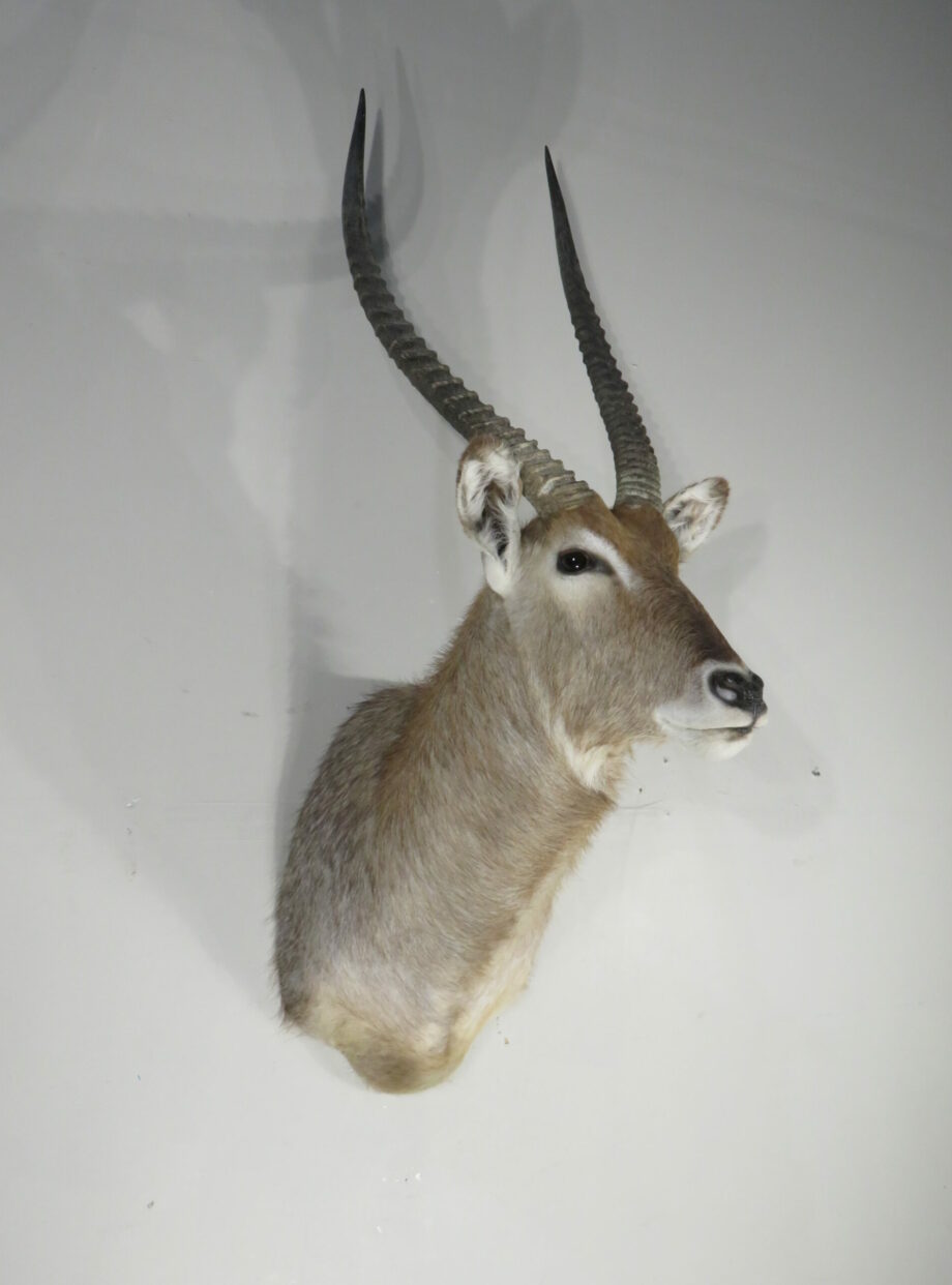 Waterbuck Trophy taxidermy mount for sale. X-166WA – Mounts For Sale