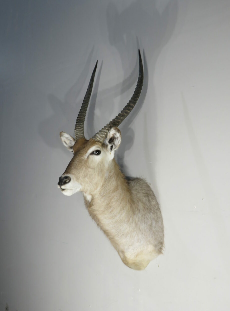 Waterbuck Trophy taxidermy mount for sale. X-166WA – Mounts For Sale