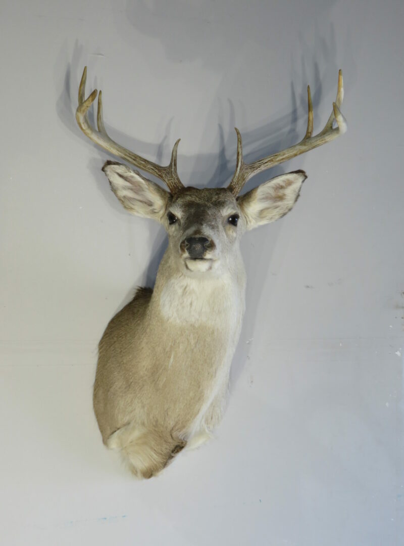 Whitetail Taxidermy mount for sale. W-140S – Mounts For Sale