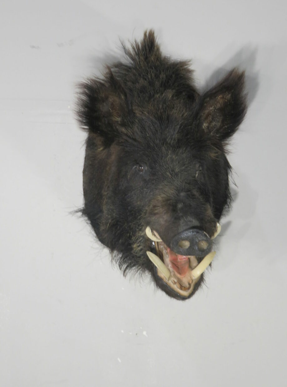 Russian Boar taxidermy mount for sale. H-113RB – Mounts For Sale